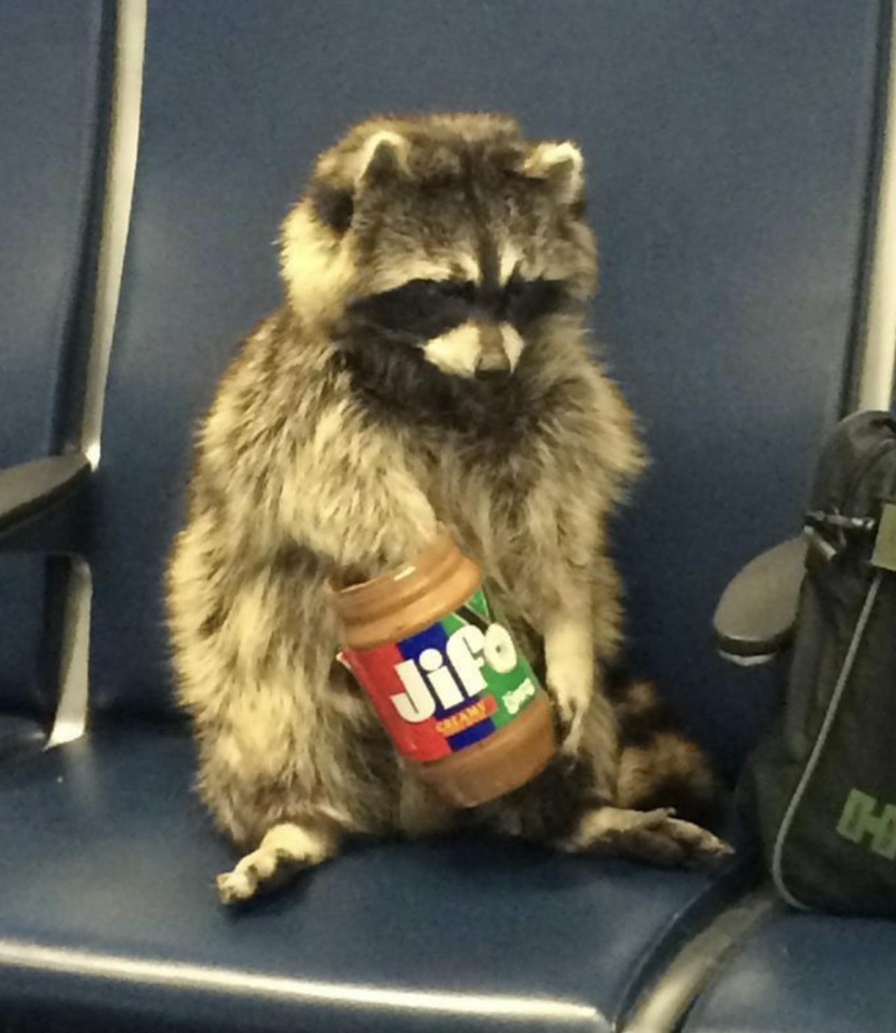 raccoon peanut butter meme - Jifo Creamy H